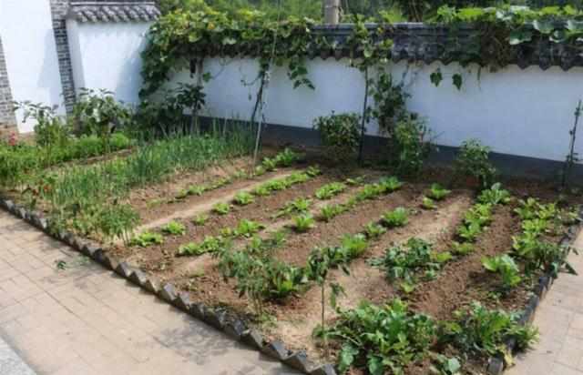 48岁中年油腻男的“养老”别墅,有菜园有庭院,朋友们羡慕极了