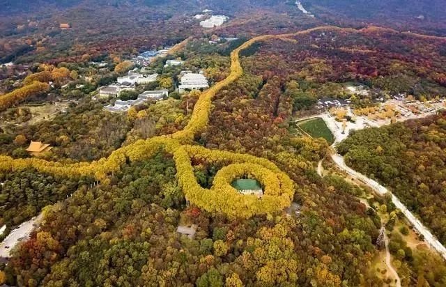 梧桐树串成一条金色的“项链”,深秋南京这处美景数十年无人知晓