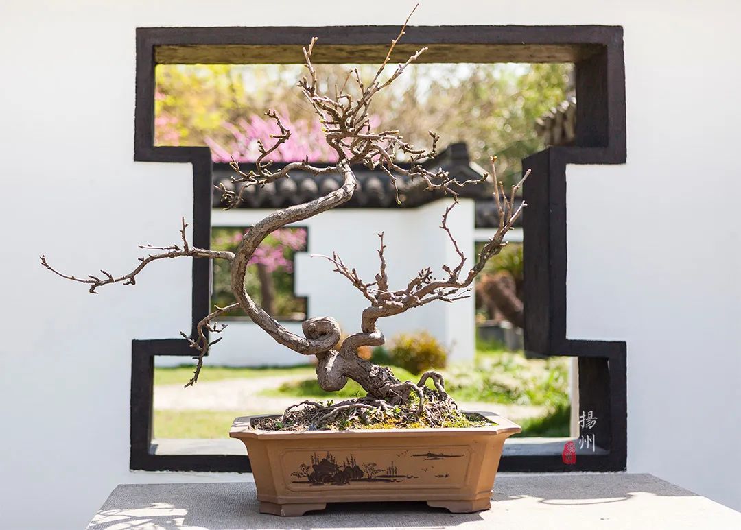 揚(yáng)州當(dāng)?shù)厝瞬胖赖墓诺鋱@林，瘦西湖門票100，這里卻免費(fèi)