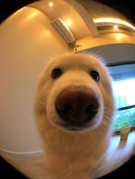 狗狗搞笑萌图:不一样的视角看汪星人,太可爱了!