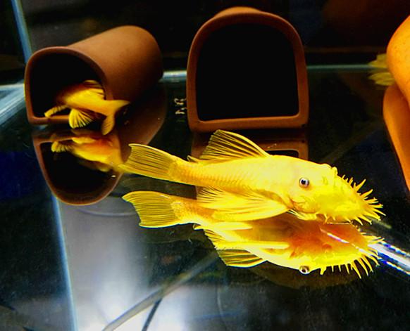 小型热带观赏鱼之-黄金胡子(小鱼缸里的常客)