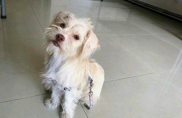 流浪狗为什么会跟着人,它需要食物、需要一个