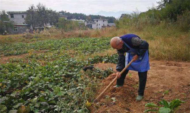 越来越多的农村人不愿种地,专家不解?农民给出几点原因