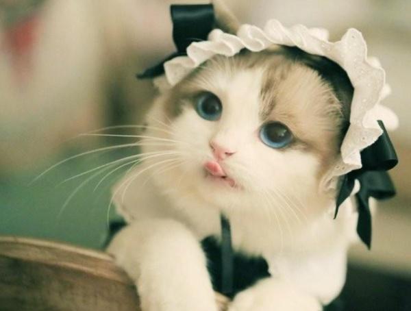 猫大人口白_大人时代变了(3)