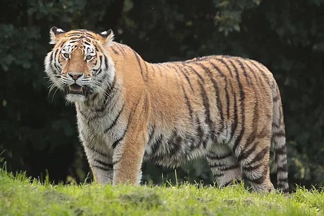 猫科动物靠什么出名?虎靠体型,豹靠凶猛,