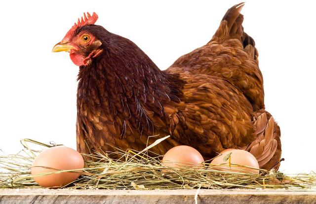 男子把这窝蛋和家里的鸡蛋一起让母鸡孵化.