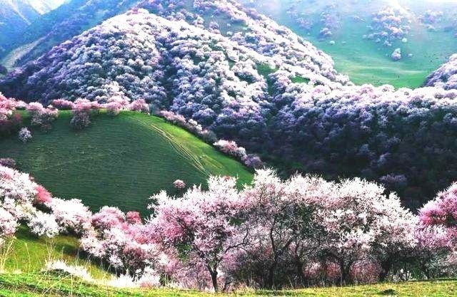 新疆伊犁杏花溝，美麗的大草原風(fēng)光~