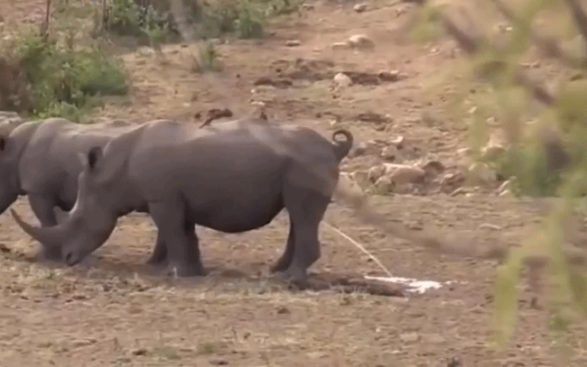 两头犀牛与一头非洲水牛对峙 结果犀牛当场被吓尿