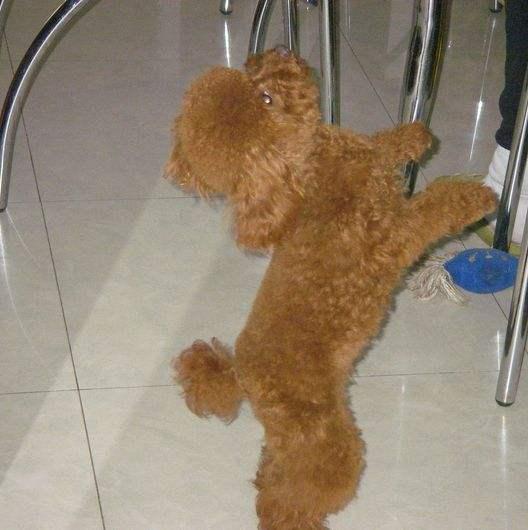 贵宾犬笼养很残忍？这5个好处，试过的人都知道！