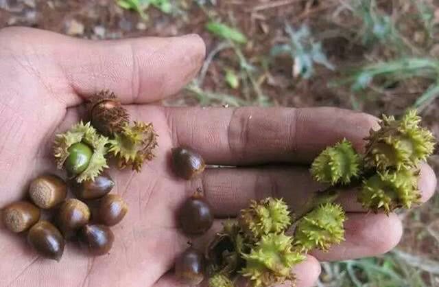 6种长刺水果,难吃的有3种,还有一串一串迷你板