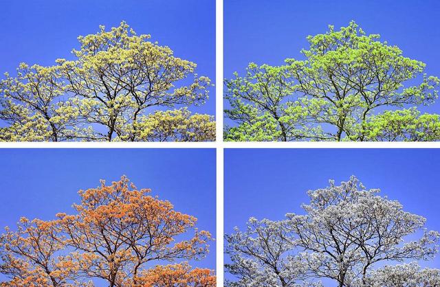 一年有几季 春夏秋冬的季节划分