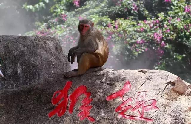 人猴同乐:温暖天堂,海南南湾猴岛!