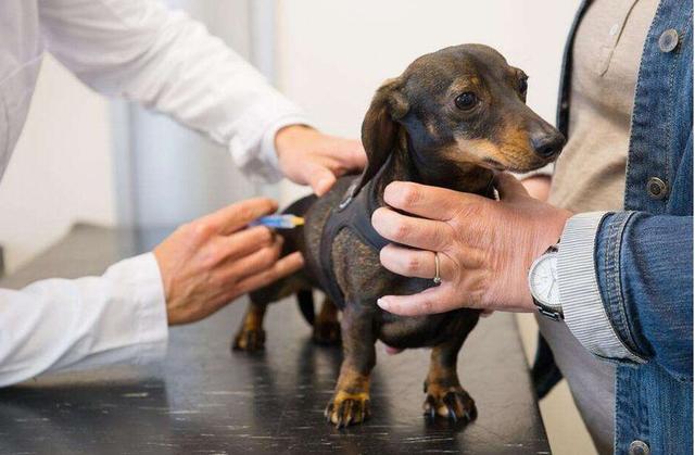 狗狗驱虫需要注意什么?这5点都很重要,尤其是