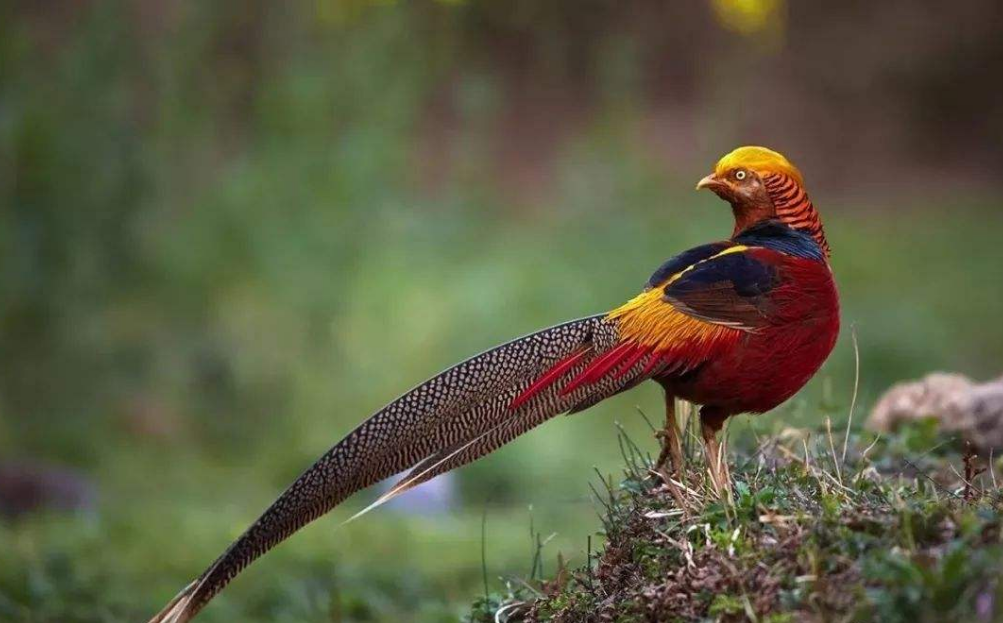 好消息传来：郑州哪里野鸡最多？探究背后的生态秘密与保护难题