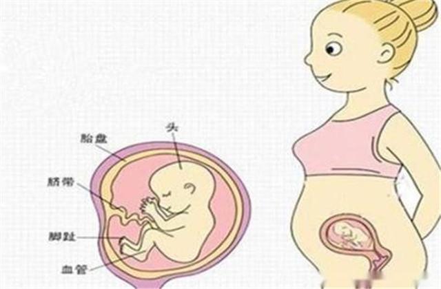 孕17周胎动位置示意图,17周胎儿清晰大图 孕产说男孩胎动真的比女孩早吗男孩和女孩胎动有什么区别