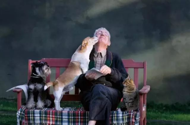 【芬兰】是全国上下爱狗的国家！