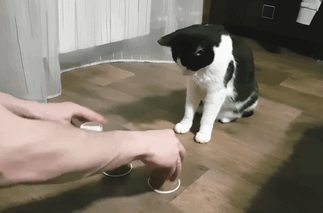 男子给猫咪变魔术被轻松破解 喵:反应速度是好东西