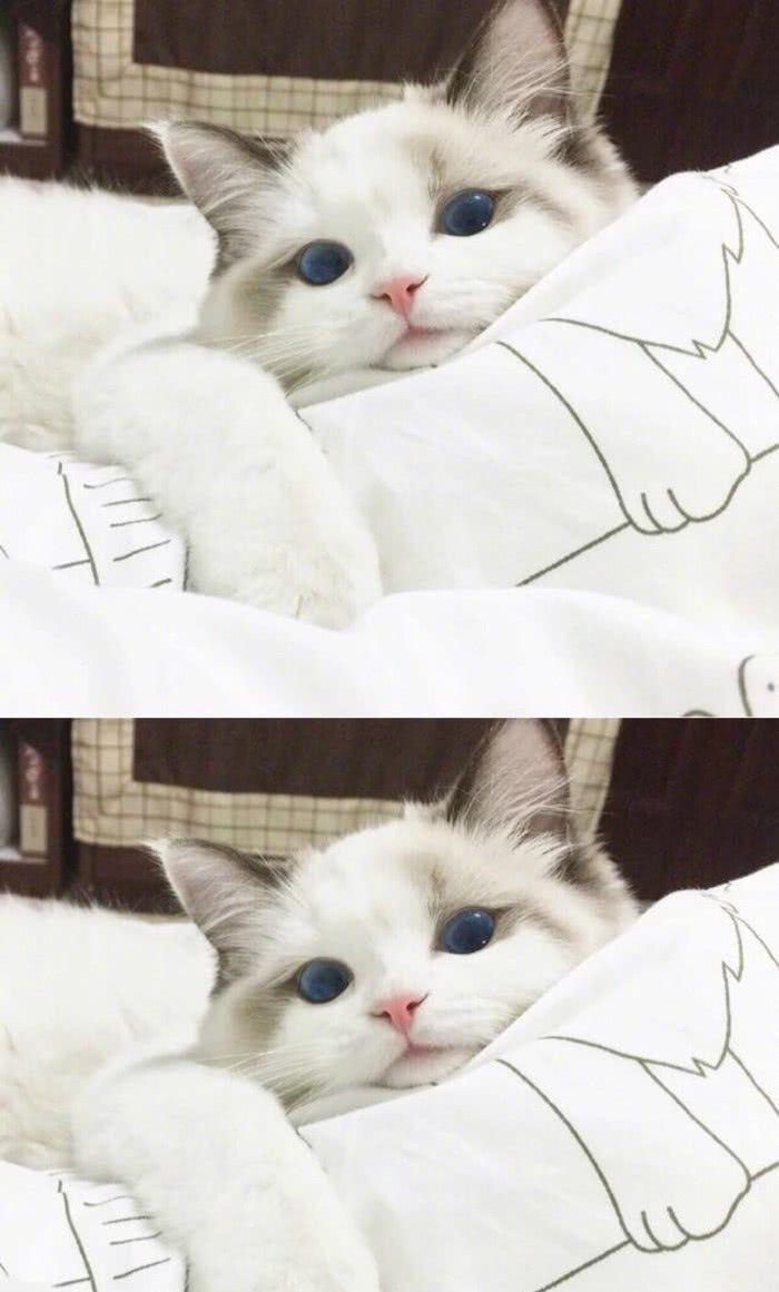 猫系壁纸×娇憨奶猫小女友养成记×: