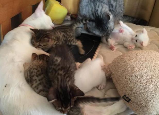 小奶猫认错妈妈,趴在公猫肚子上要喝奶,公猫的表情亮了:喵?