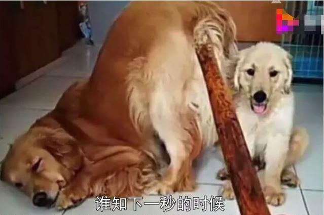小金毛闯祸后被主人教训,狗妈递棍子后撅起大