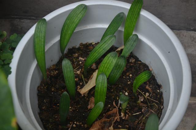 君子兰花后要不要让结种子?结种子有哪些优缺点