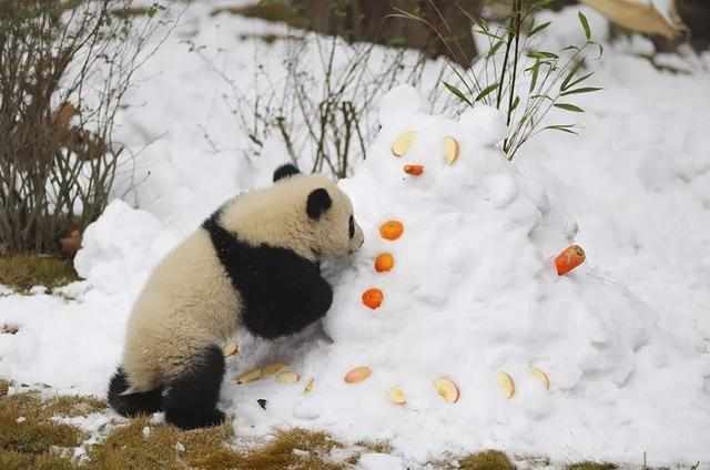 大熊猫渴望看雪景基地为其造雪堆玩雪并准备美食喜迎新春