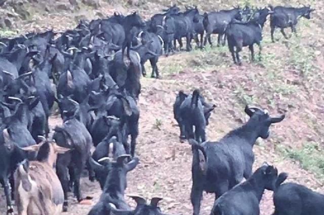 贵州深山悬崖下住有一户人家，鸡鸭羊成群，过着与世无争的生活