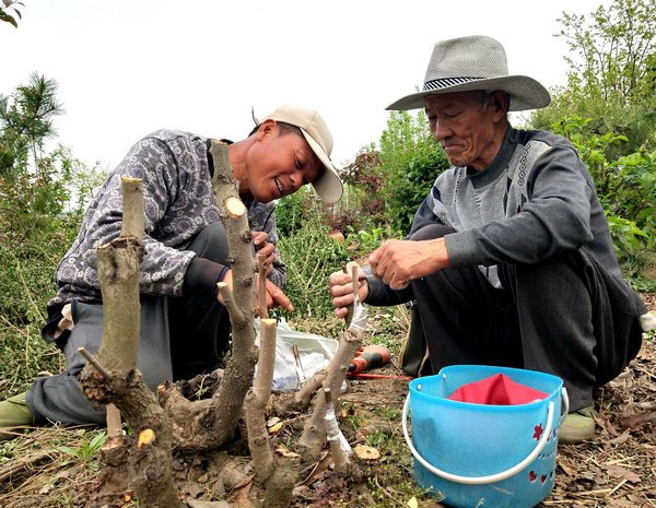 郯城：农民盆景“专家”徐玉峰无偿带动38户群众奔富路