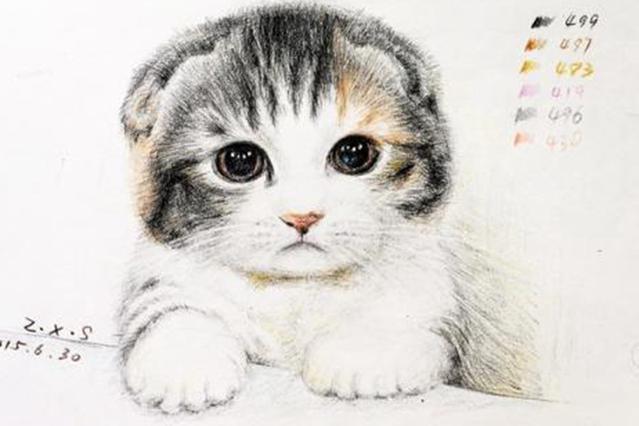 铲屎官注意了，史上最全的小奶猫喂养方法来了！
