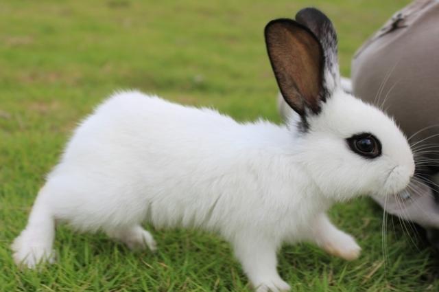 买兔子最容易上当的品种——荷兰兔