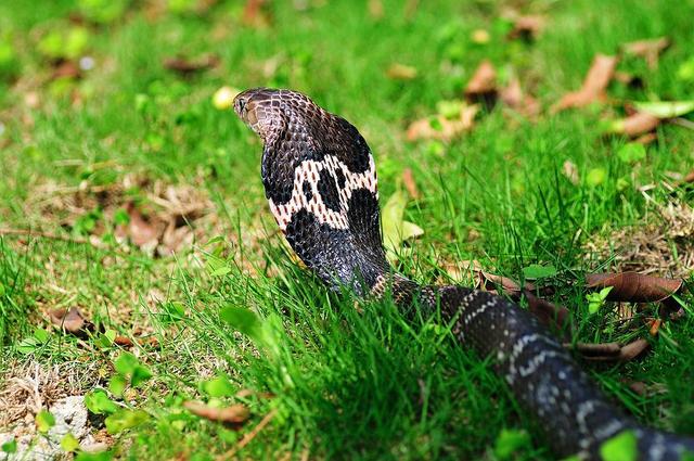 海鲜毒素比眼镜蛇强80倍 吃了会中毒的海鲜有哪些