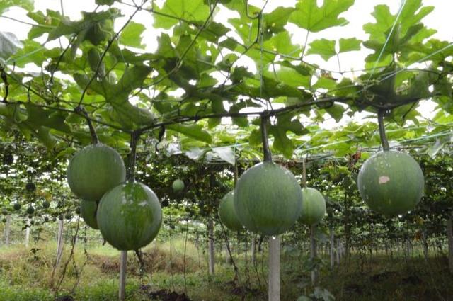 农村的瓜蒌,想不到有这么个用途,路上遇到