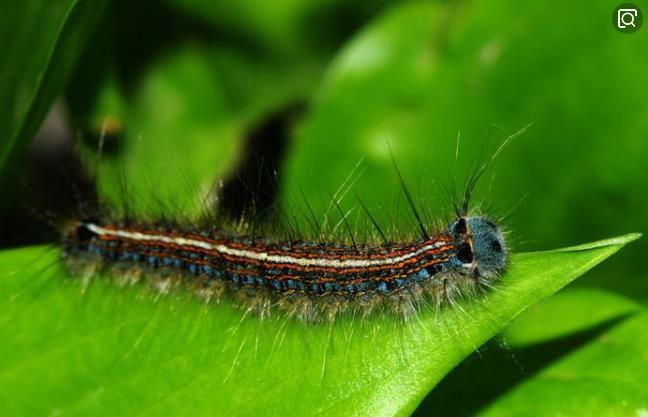 惊蛰,蛰虫惊而出走;这些会伤害宝宝的虫虫也开始蠢蠢欲动啦 惊蛰,蛰虫惊而出走;这些会伤害宝宝的虫虫也开始蠢蠢欲动啦