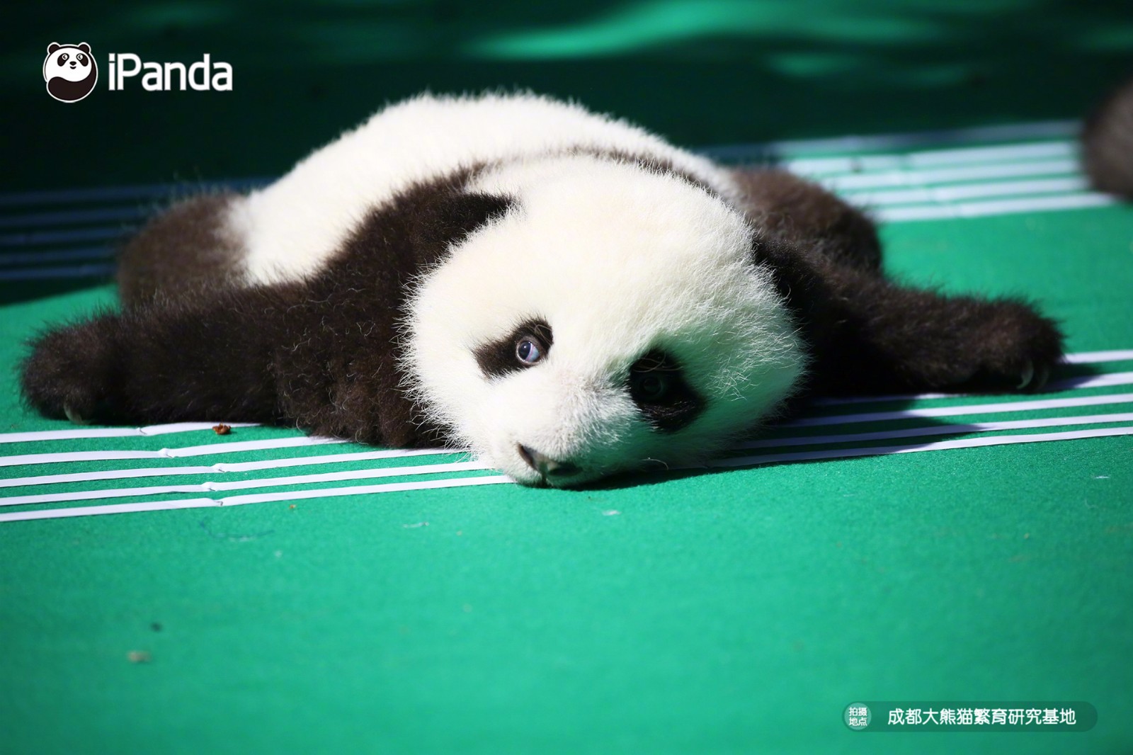 Panda bébé Beauval - Chambres d'hôtes - Le Petit Nancay