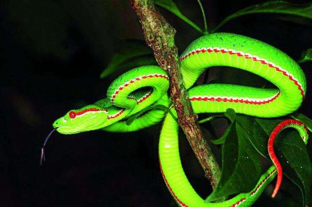 生肖蛇2019年运势提前预报,婚姻爱情,事业桃花