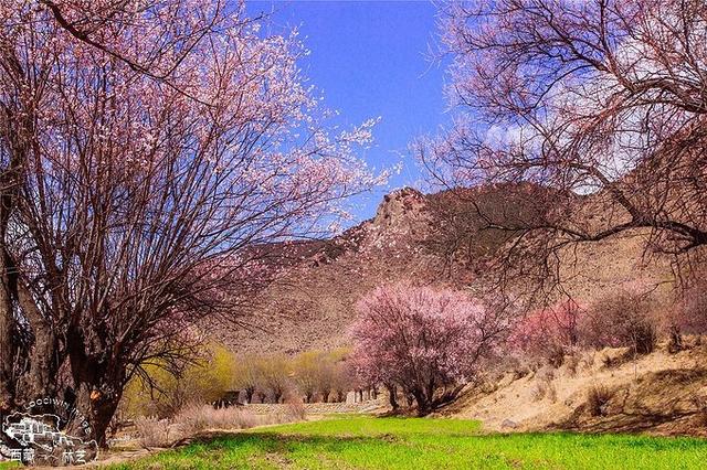 桃花沟风景区3篇游记中提到桃花沟是一片天然桃林