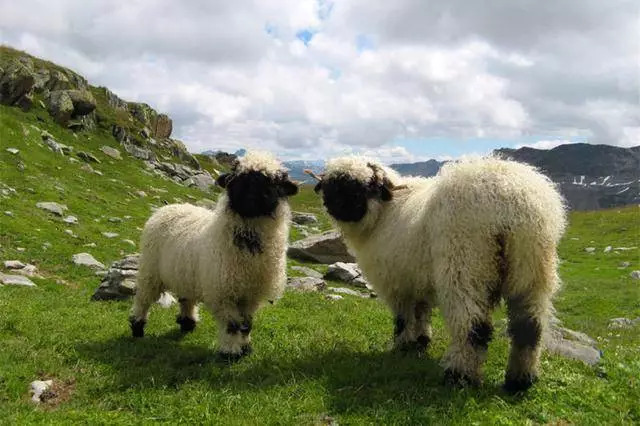 世界上最萌的羊,能上高山过雪地,却被养着用