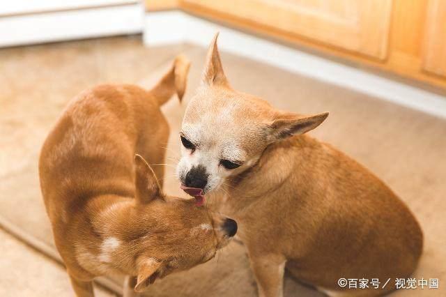 看家护院什么狗最好?十大看家护院最忠诚的犬