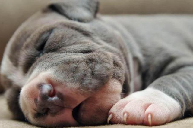 狗的一年等于人类的7年,其实是种谬论