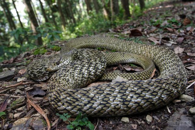 王锦蛇,也叫黄蟒蛇菜花蛇等,是一种体型比较大的无毒蛇!