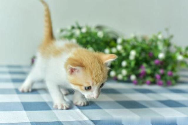 铲屎官注意了，史上最全的小奶猫喂养方法来了！