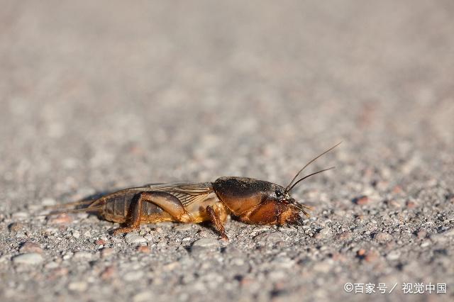 土狗虫是农村最常见的一种虫,农村小孩当蟋蟀玩,城里人没见过