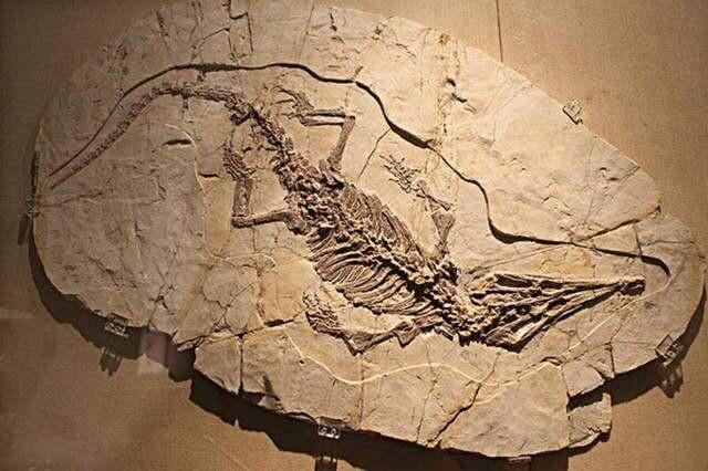 新中国龙化石告诉你答案