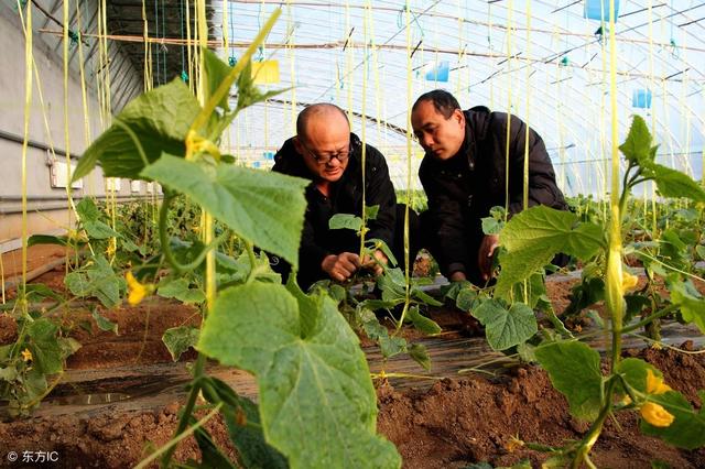 智慧温室大棚种植容易忽视的二氧化碳浓度问题