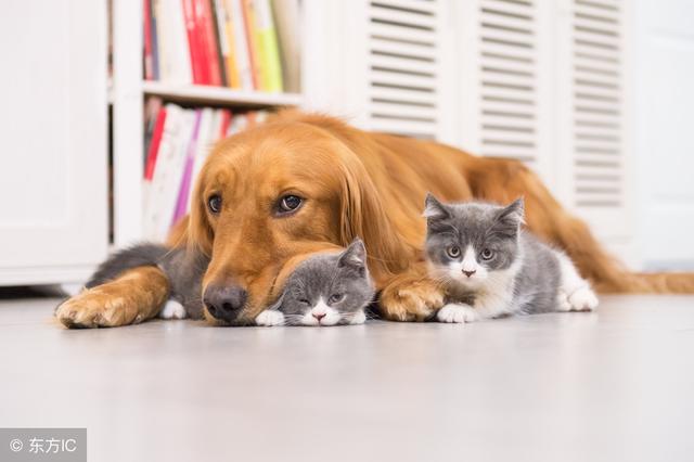一只小猫咪跑到狗狗的脑袋下面,是想和狗狗一起玩吗?