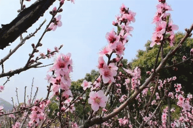 桃花岛的桃花,薰衣草,杜鹃花.已悄然盛放,美成.