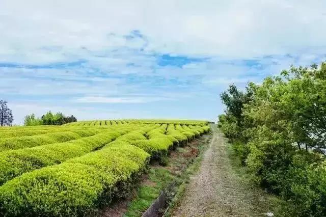 四明山独产的瀑布茶上线了，点击获取本季新茶！