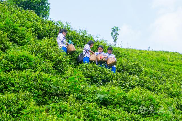 江西最后一座未开发的旅游名山,茶园像大地指纹