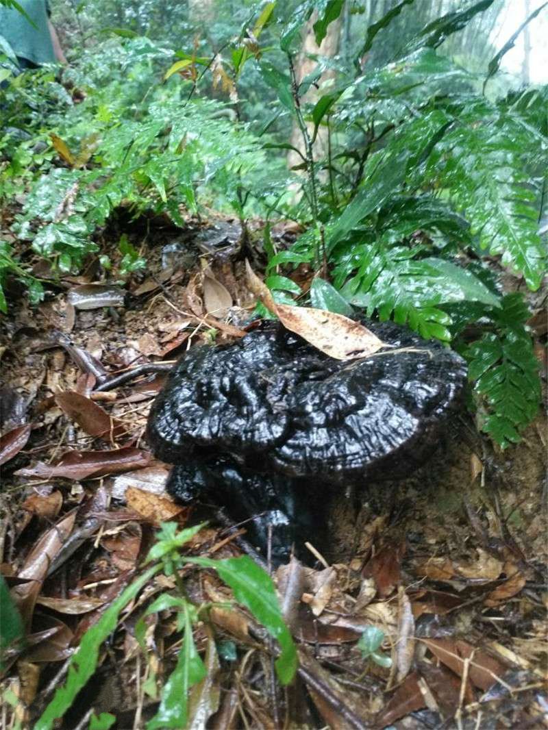 六万大山纯天然野生灵芝,价格高达680一斤,好贵.
