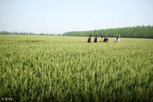 2019年两个新的资金:一个600元\/亩,一个900元